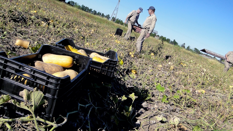 campo agroalimentos