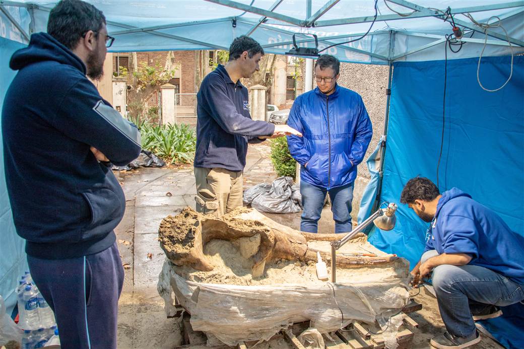 Restauran una pieza fosil de 15 mil anos de antiguedad hallada en el Salado 3