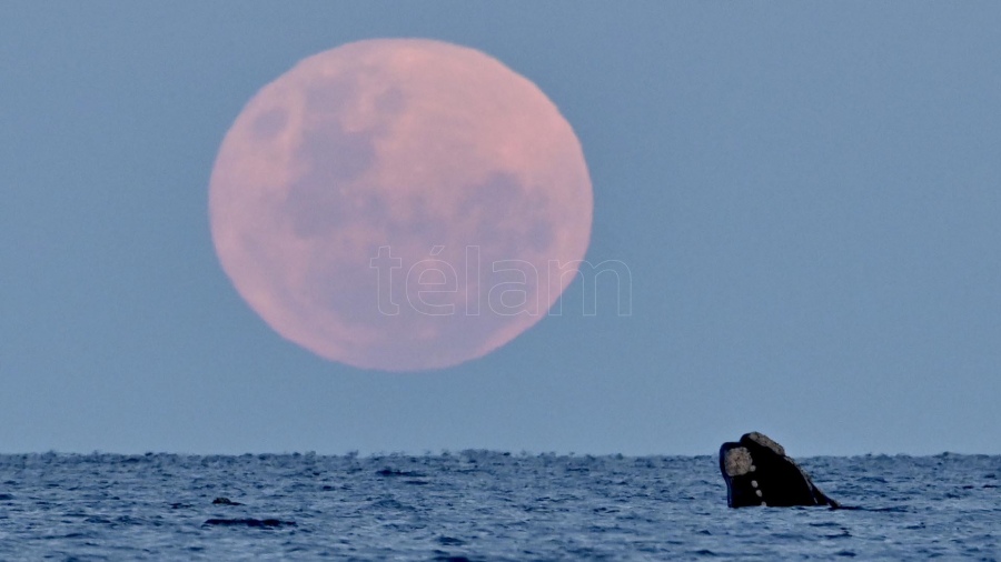 superluna del ciervo