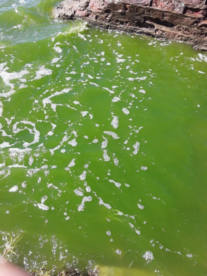 Cianobacteria en lagunas bonaerenses scaled