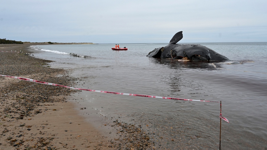 ballena muerta 1