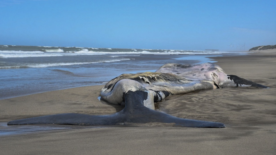 ballena muerta