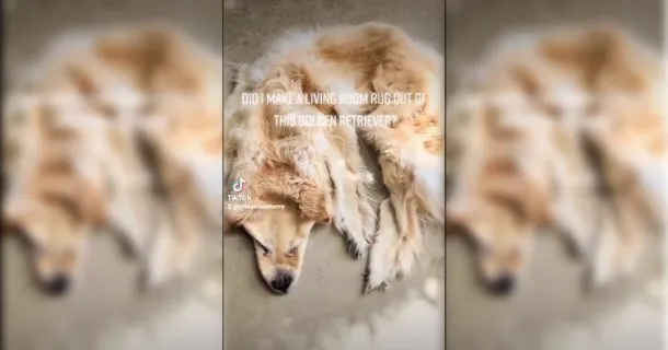 perro alfombra