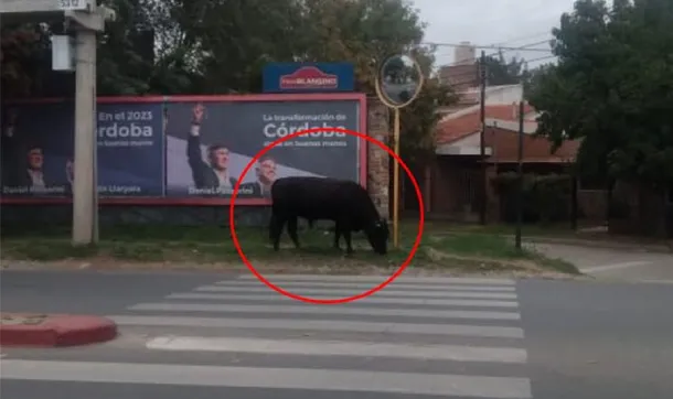 toro cordoba