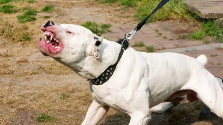 dogo argentino