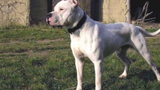 dogo argentino