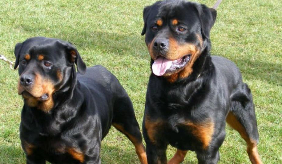 rotweiller