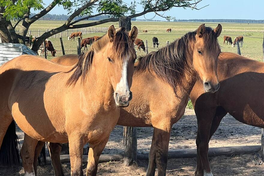 la encefalomielitis equina es transmisible a los