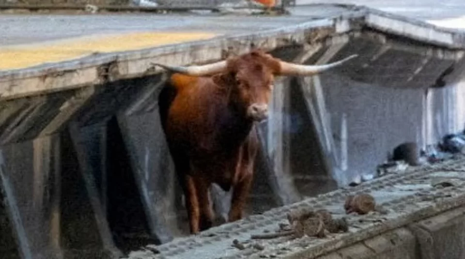 toro nueva jersey