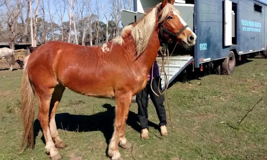 Encefalitis Equina del Oeste