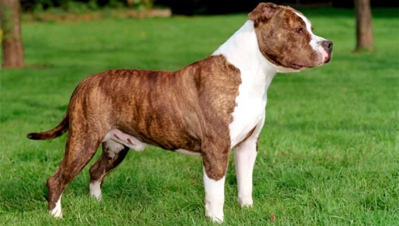 american staffordshire terrier