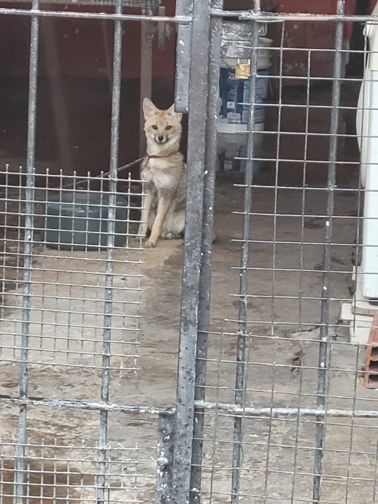 zorro mascota