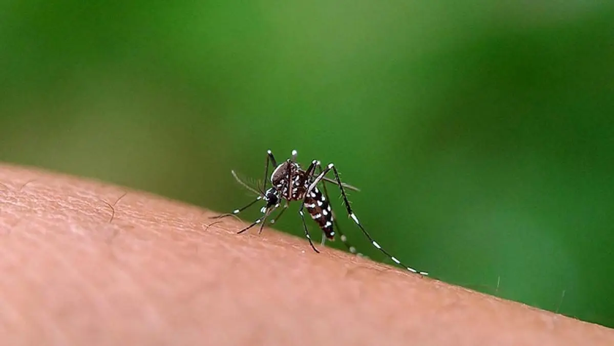 dengue