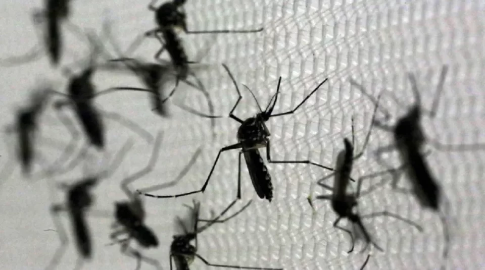 dengue