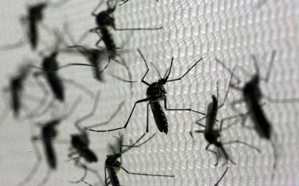 dengue