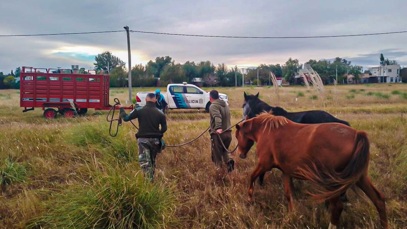 seguridad compra carro para caballos 1 scaled