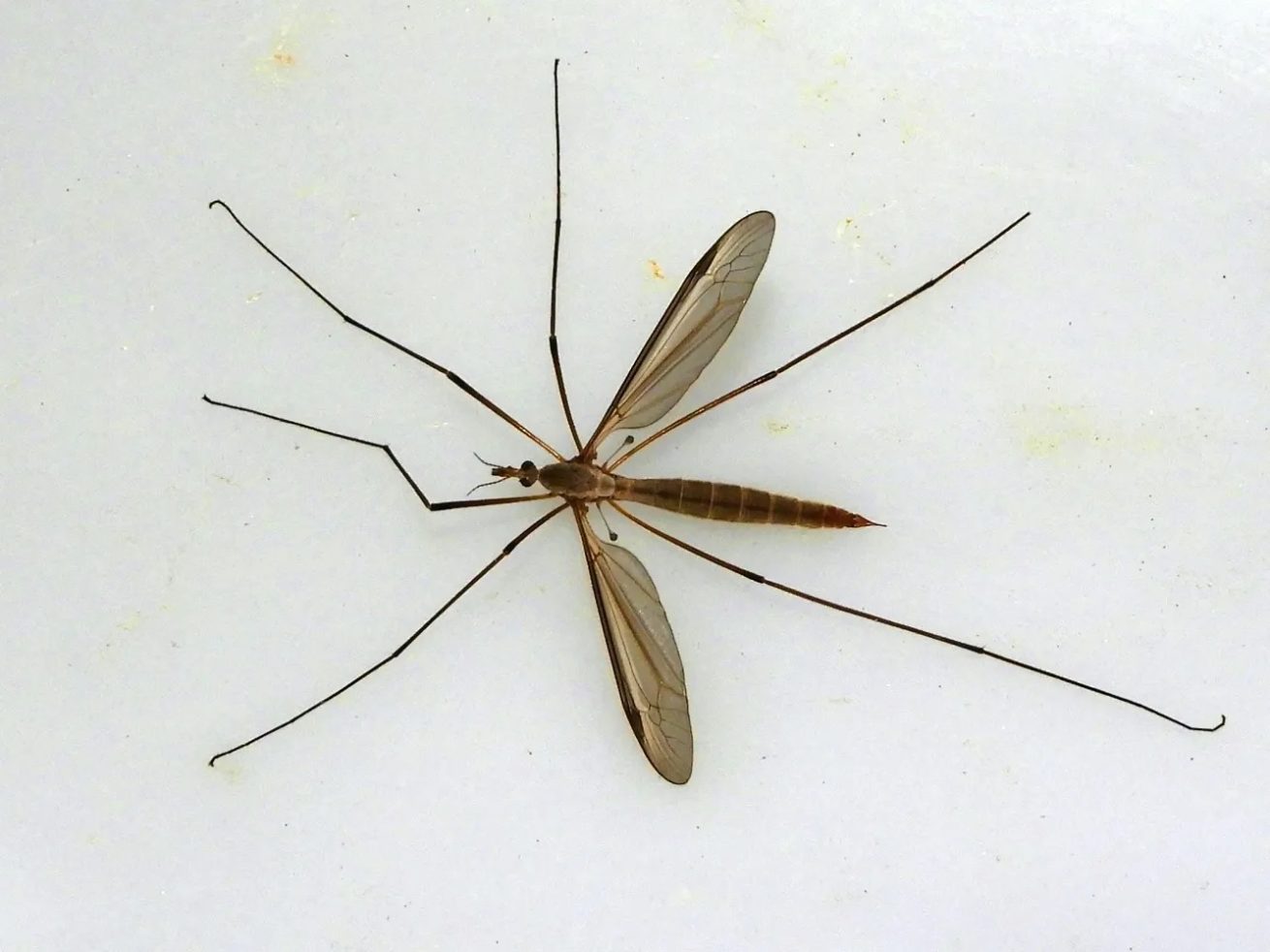 tipula2 scaled