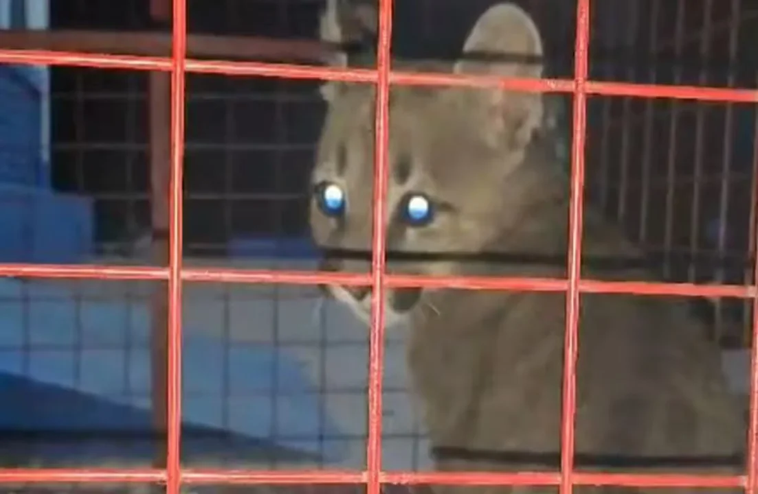 puma rescatado