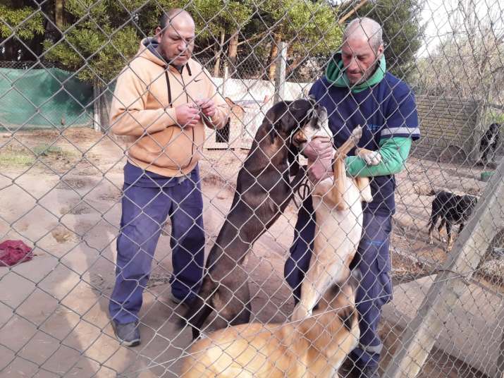 salud zoonosis vacunacion 4
