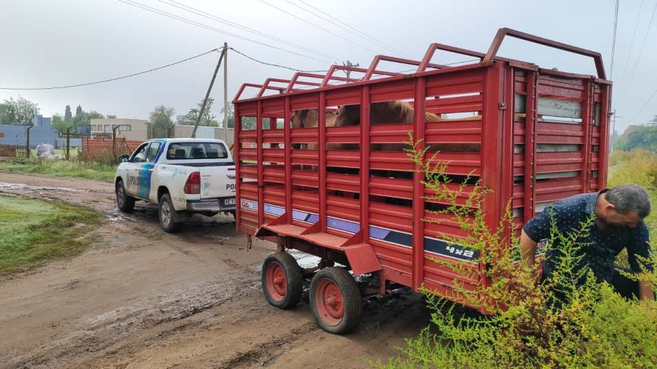 caballos sueltos abril 2025